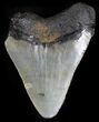Chubutensis Tooth - Megalodon Ancestor #25374-1